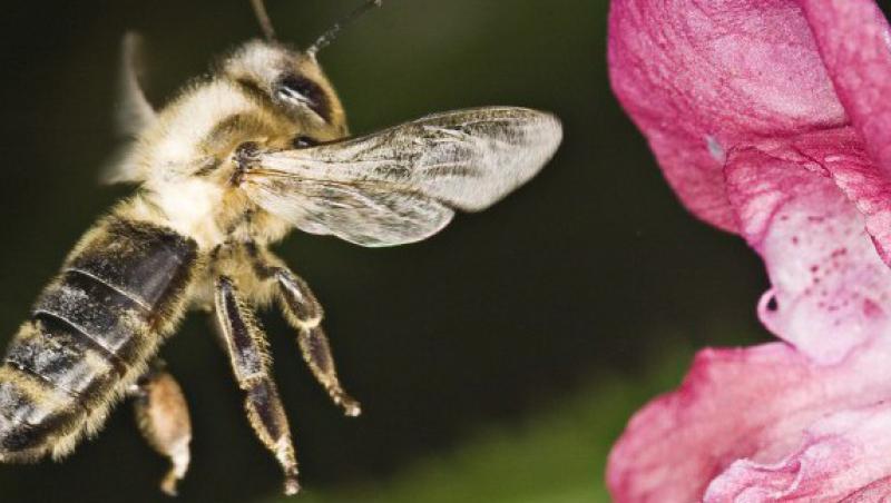 S-a descoperit o specie de albine care se hranesc cu lacrimi