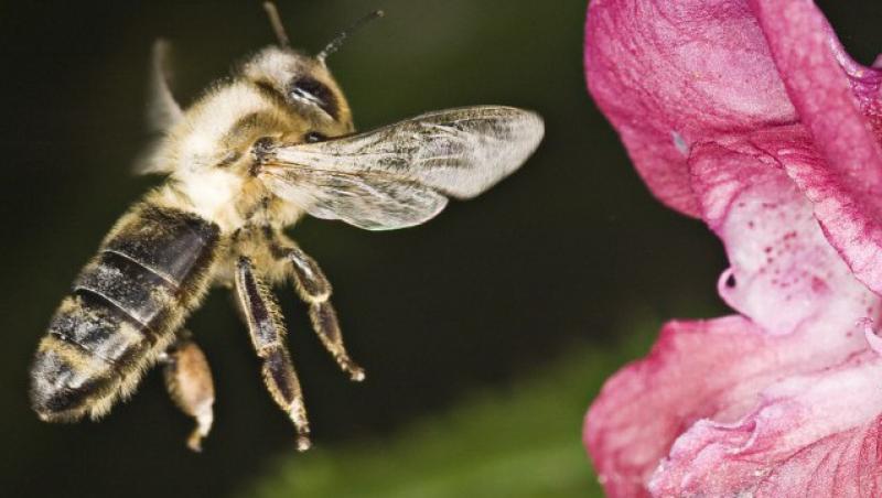 S-a descoperit o specie de albine care se hranesc cu lacrimi