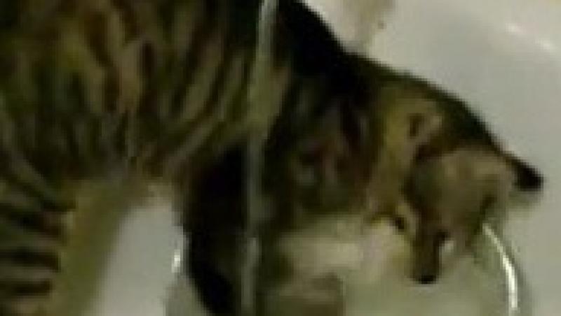 VIDEO! O pisica harnica spala vasele