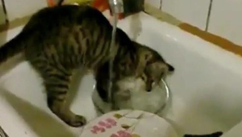 VIDEO! O pisica harnica spala vasele