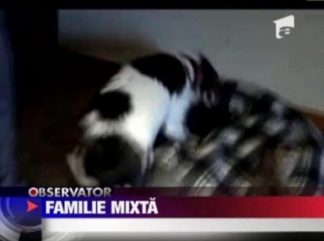 VIDEO! O femela beagle-terrier a devenit mama adoptiva pentru cinci pisoi