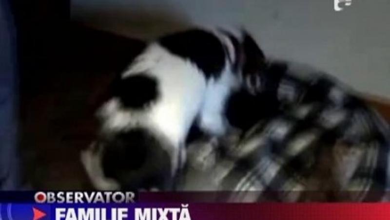 VIDEO! O femela beagle-terrier a devenit mama adoptiva pentru cinci pisoi