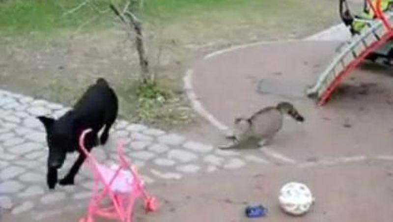 VIDEO! O pisica furioasa pune pe fuga un caine