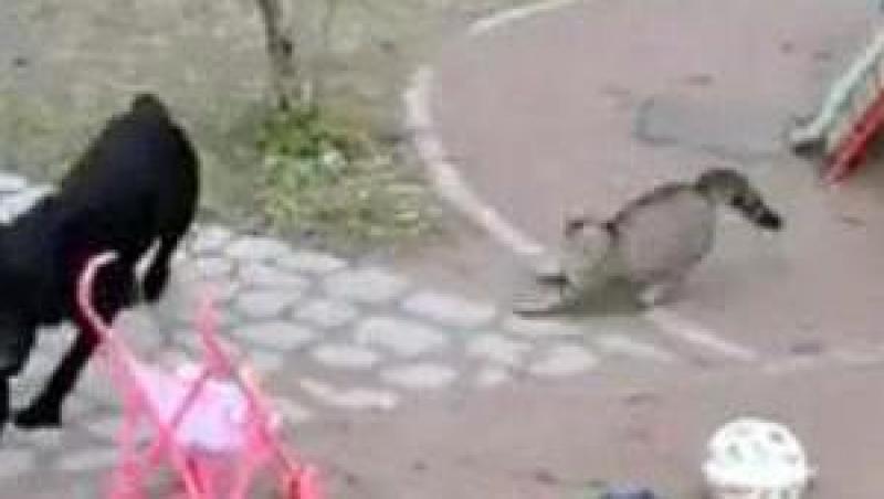 VIDEO! O pisica furioasa pune pe fuga un caine
