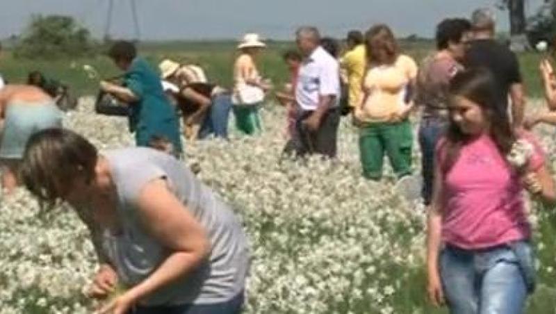 VIDEO! Poiana de la Negrasi a fost deschisa pentru Sarbatoarea Narciselor