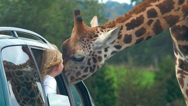 O girafa a incurcat traficul britanic pentru o gustare rapida, la geamul unei masini