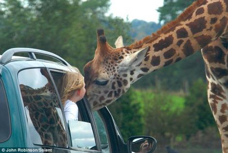 O girafa a incurcat traficul britanic pentru o gustare rapida, la geamul unei masini