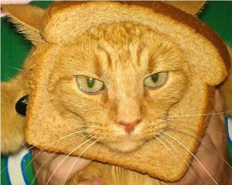 FOTO! Fotografiile cu pisici decorate cu paine, un nou trend pe internet