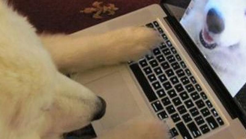 Tot mai multe persoane folosesc Skype-ul pentru a comunica cu animalele, atunci cand sunt la munca