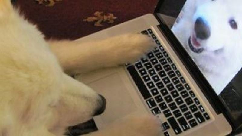 Tot mai multe persoane folosesc Skype-ul pentru a comunica cu animalele, atunci cand sunt la munca