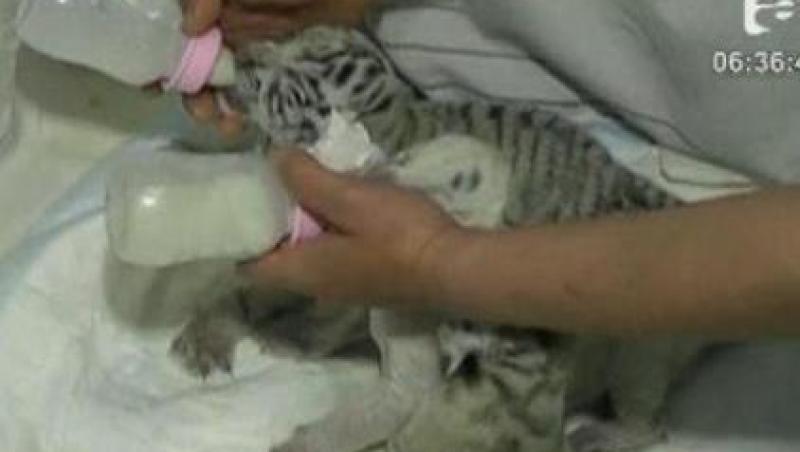 VIDEO! Ucraina: Patru tigri albi, nascuti in captivitate