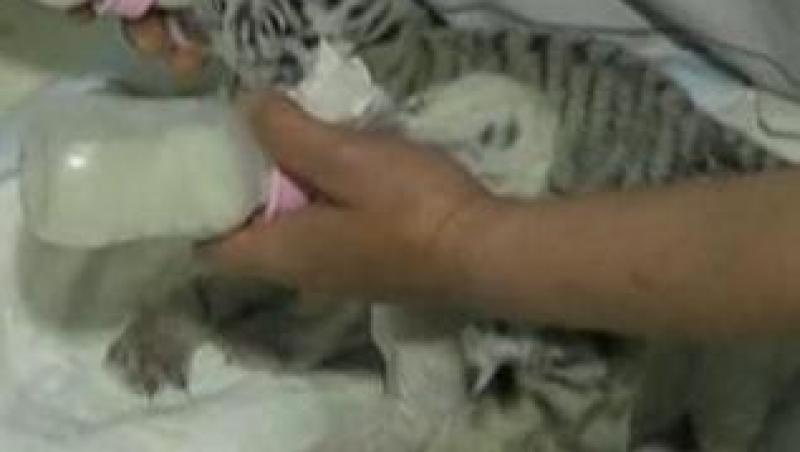 VIDEO! Ucraina: Patru tigri albi, nascuti in captivitate
