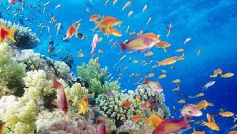 Australia creeaza cea mai mare rezervatie marina din lume