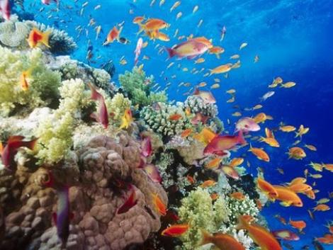 Australia creeaza cea mai mare rezervatie marina din lume