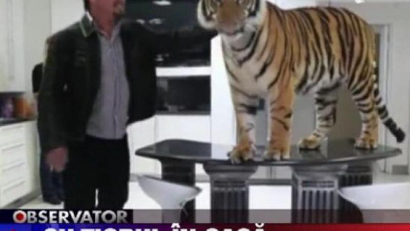 VIDEO!O familie din Africa de Sud traieste cu tigrul in casa!
