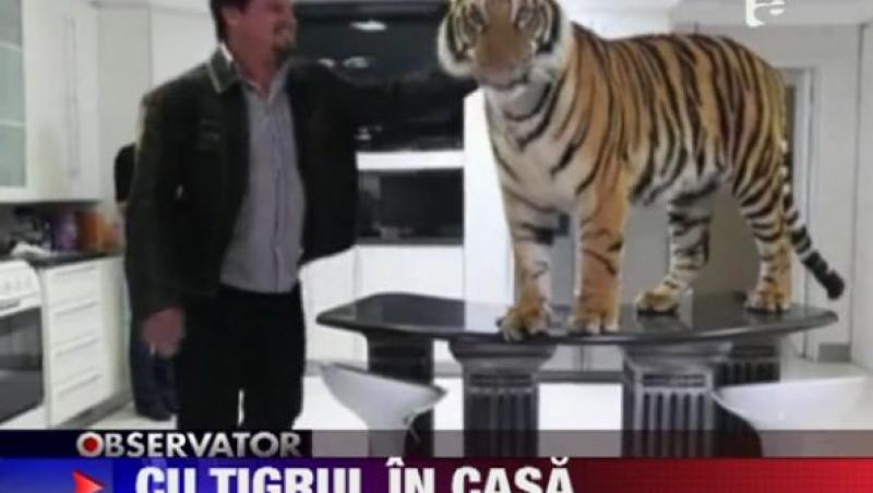 VIDEO!O familie din Africa de Sud traieste cu tigrul in casa!