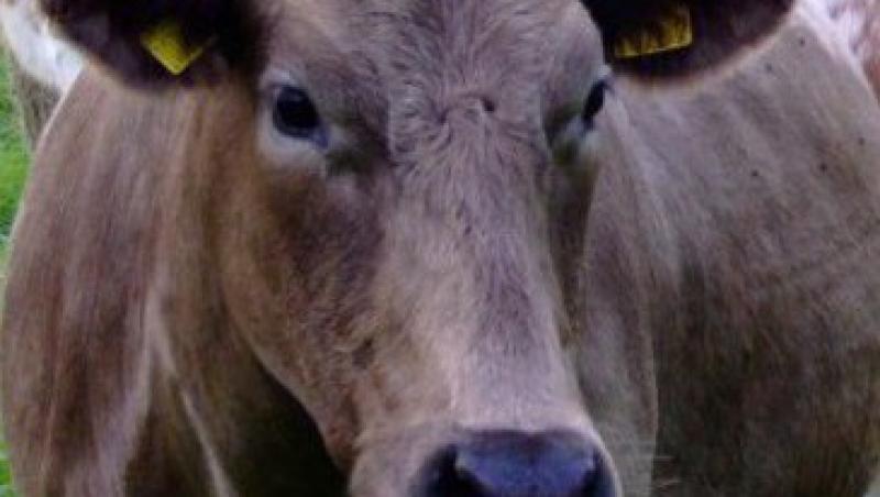 Chinezii au creat vaci care produc lapte cu omega-3 si fara lactoza