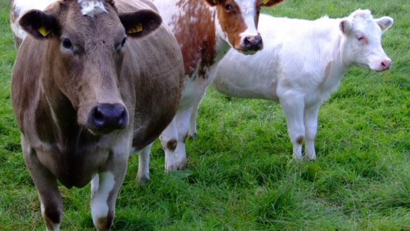 Chinezii au creat vaci care produc lapte cu omega-3 si fara lactoza