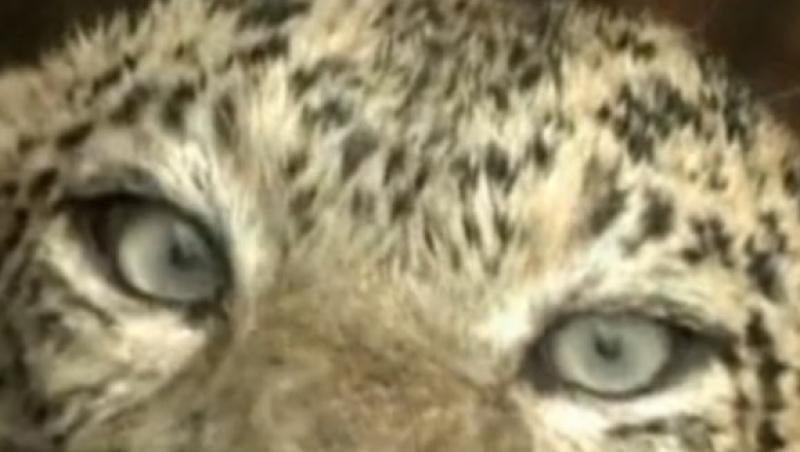VIDEO! Leopard, salvat de la inec