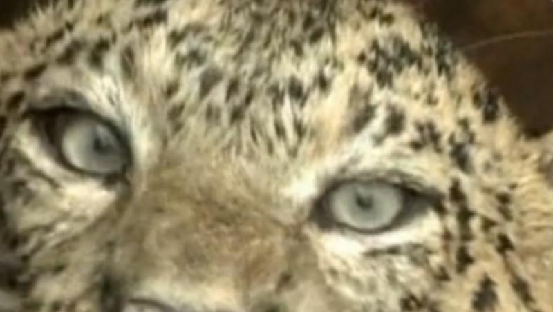 VIDEO! Leopard, salvat de la inec