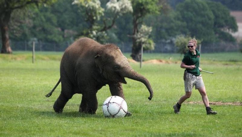 VIDEO! Vezi elefantul care stie sa joace fotbal!