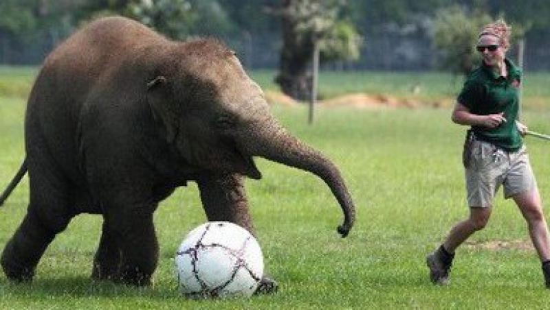 VIDEO! Vezi elefantul care stie sa joace fotbal!
