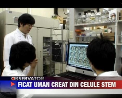 Japonezii au dezvoltat un ficat uman din celule stem