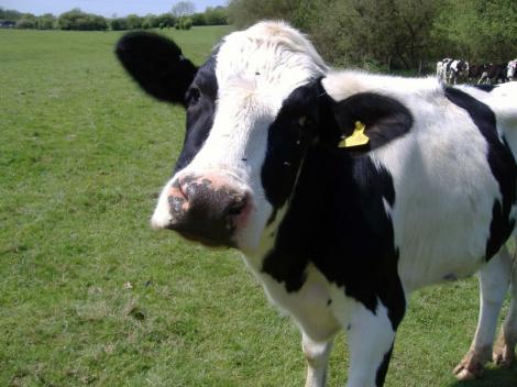 Strainii au inceput sa creasca vaci de carne in Romania