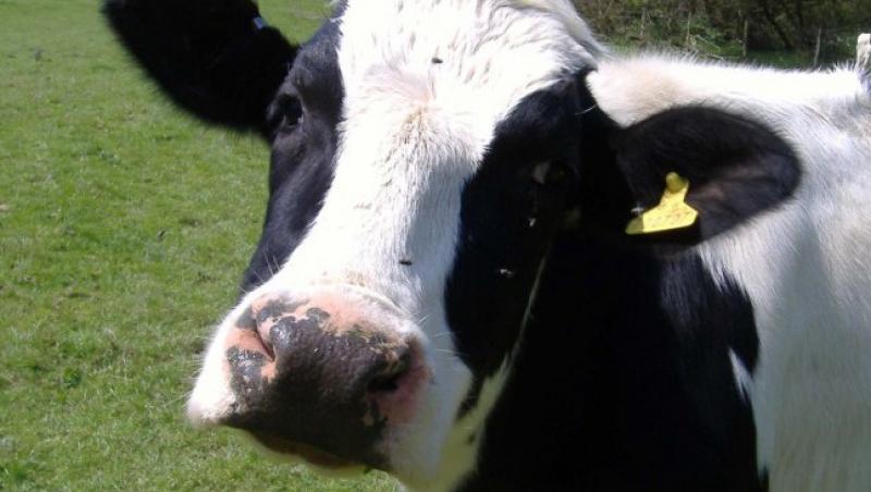 Strainii au inceput sa creasca vaci de carne in Romania