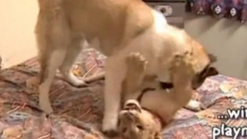 VIDEO! Un leu, un caine si un iepure se joaca impreuna