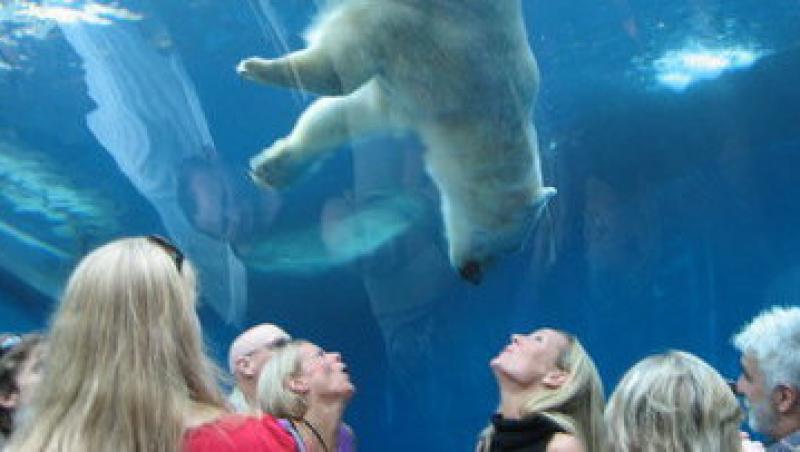 VIDEO! Un urs polar a spart geamul bazinului in care inota!
