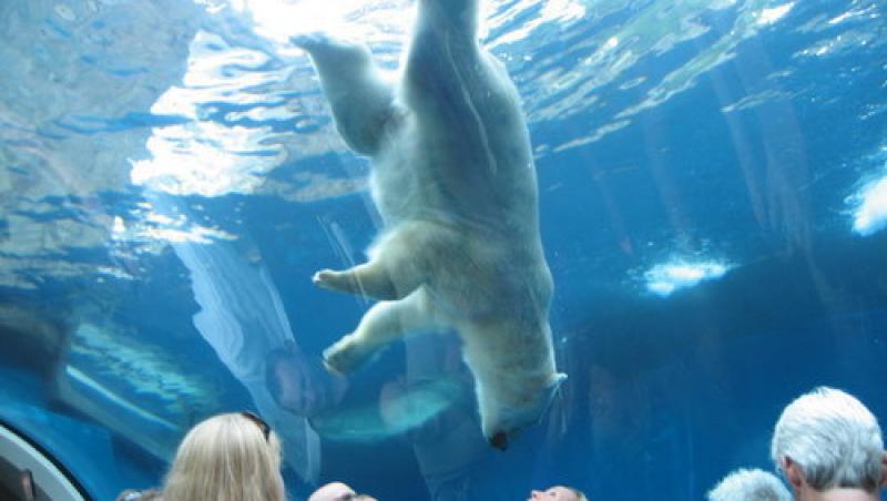 VIDEO! Un urs polar a spart geamul bazinului in care inota!