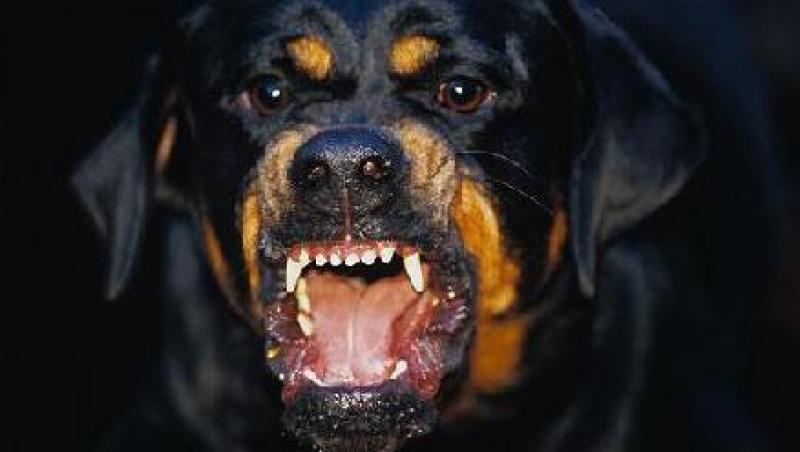 VIDEO! Constanta: Un tanar a fost mutilat de un Rottweiler