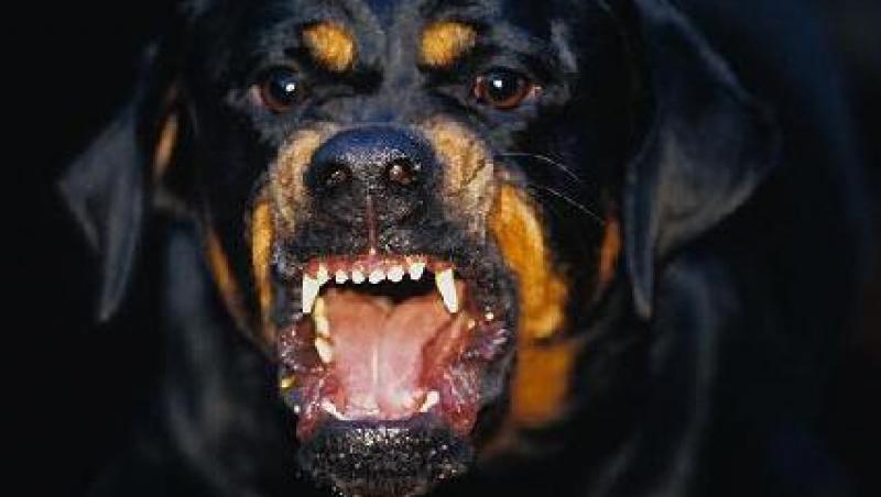 VIDEO! Constanta: Un tanar a fost mutilat de un Rottweiler