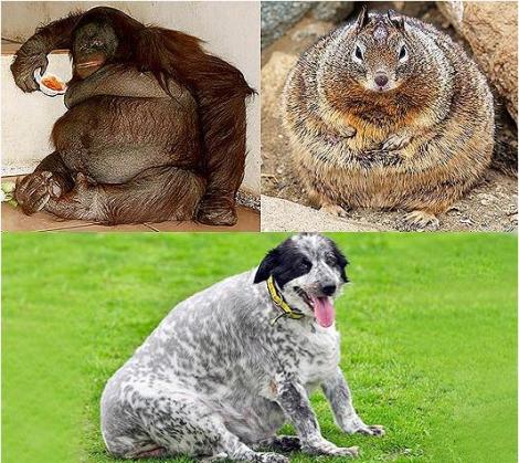 FOTO! Vezi cum arata cele mai grase animale din lume!