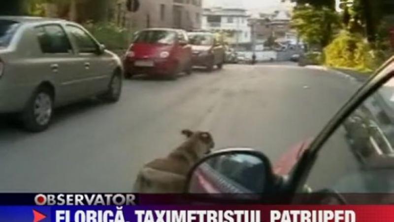 VIDEO! Valcea: Cainele comunitar Florica face pe taximetristul