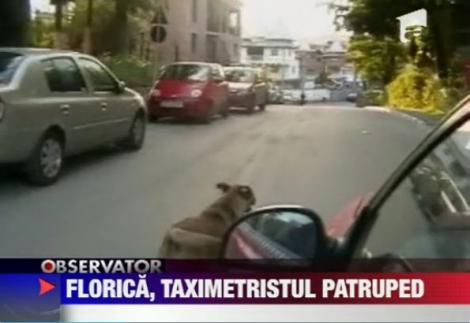 VIDEO! Valcea: Cainele comunitar Florica face pe taximetristul