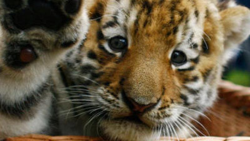 VIDEO! Impresionant: Un caine lup a adoptat patru pui de tigru siberian