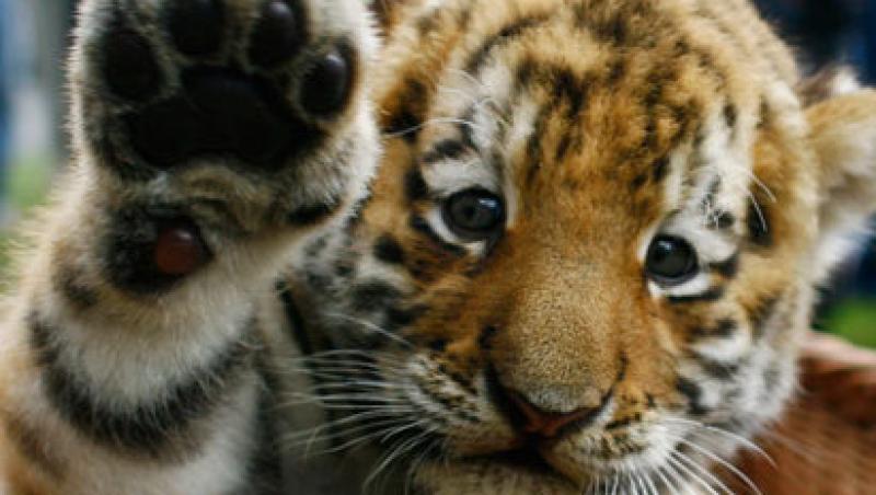 VIDEO! Impresionant: Un caine lup a adoptat patru pui de tigru siberian
