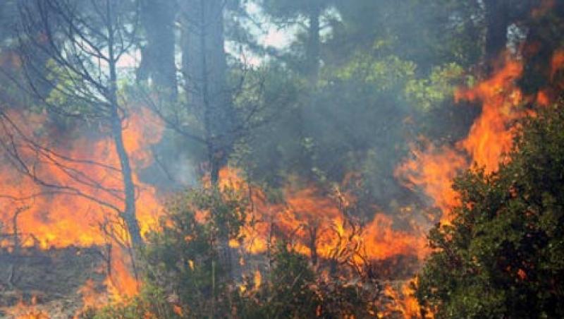 Flacarile au inghitit zeci de hectare de vegetatie din Harghita 