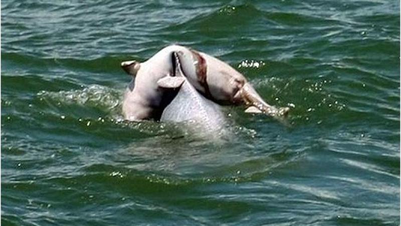 EMOTIONANT: O mama-delfin cara, pe spate, puiul mort de trei zile!!!