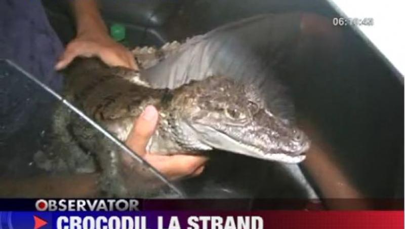 Roman: Un crocodil a fost recuperat din apa unui strand