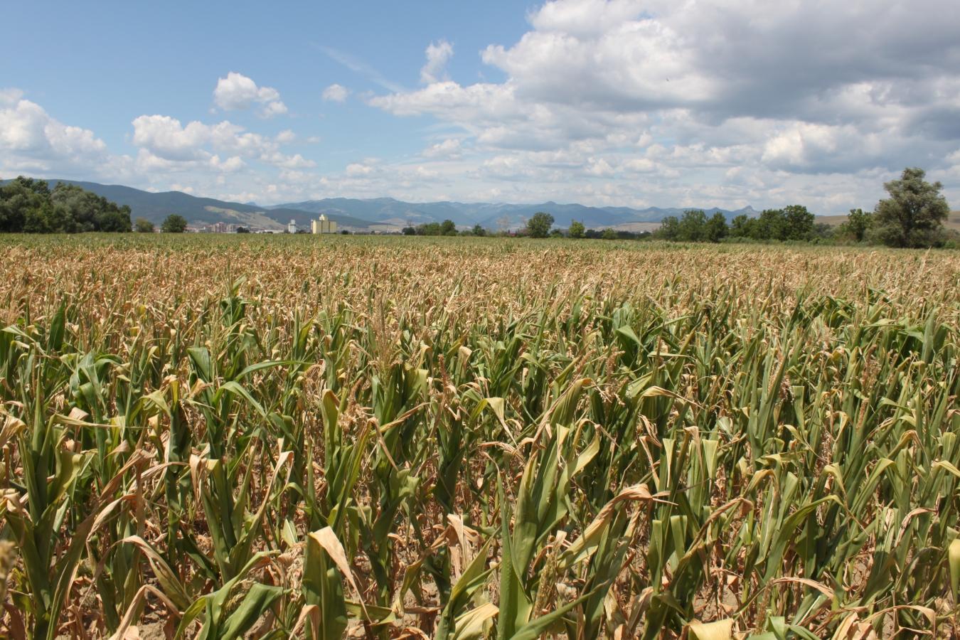 Culturile, afectate de seceta: Guvernul promite reducerea pretului apei pentru irigatii cu 50 lei/1.000 m3