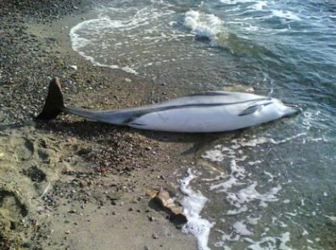 Noua delfini morti, gasiti pe mai multe plaje