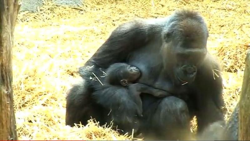 Imagini emotionante: Un pui de gorila s-a nascut la o gradina zoologica din Anglia