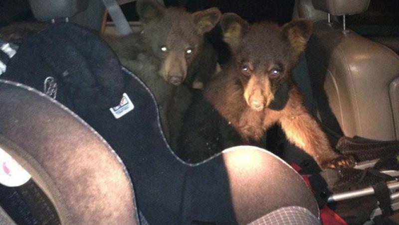 SUA: O ursoaica si puii ei si-au facut culcusul intr-o masina