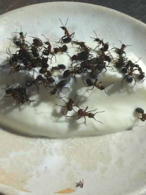 Iaurtul cu furnici vii, o noua specialitatate la cel mai bun restaurant din lume