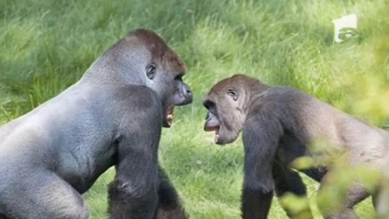 Moment emotionant: Doua gorile se reintalnesc, dupa 3 ani petrecuti la distanta