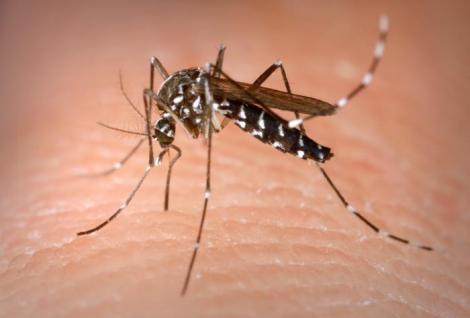 Grecia, in alerta: Au fost depistate zeci de cazuri de MALARIE!