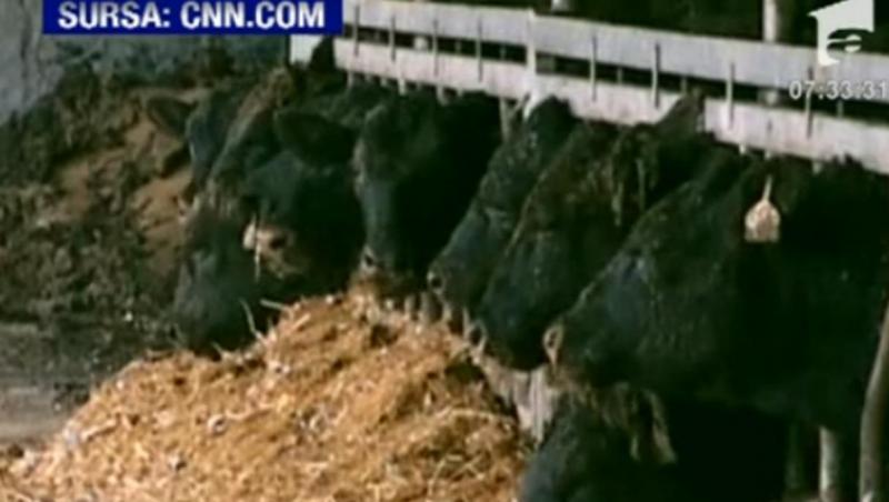 Un crescator de vite din Kentucky hraneste animalele cu dulciuri
